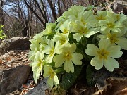 32 Splendenti primule gialle (Primula vulgaris)